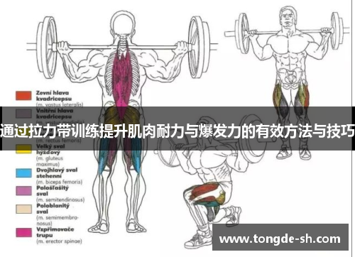 通过拉力带训练提升肌肉耐力与爆发力的有效方法与技巧